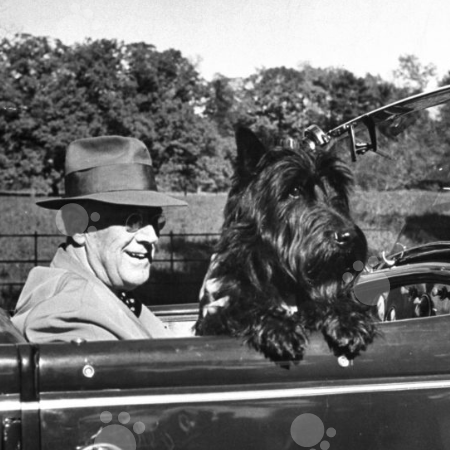 Photo of FDR and Fala in a convertible